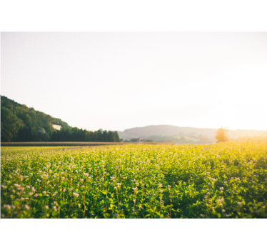 Tapisserie nature paysage de prairie paisible - TenStickers