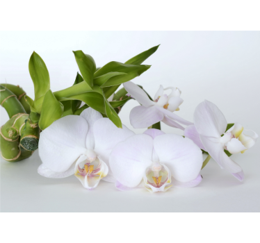 Papier peint mural d'orchidées Orchidée verte blanche - TenStickers