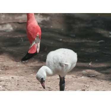Papier peint pour couloir Flamant rose avec un bébé flamant rose - TenStickers