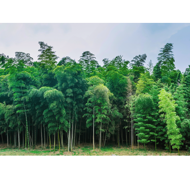 Photo murale arbres Forêt de bambous verts - TenStickers