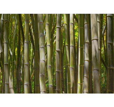 Photo murale arbres Forêt de bambous naturels - TenStickers