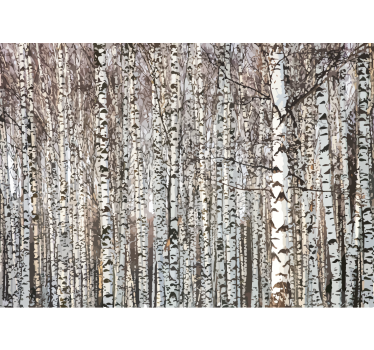 Tapisserie murale arbre forêt de bouleaux - TenStickers