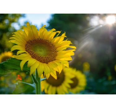 Photo murale de fleurs Lumineux trois tournesols - TenStickers