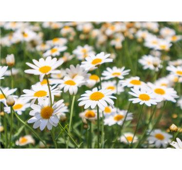 Photo murale de fleurs Champ de fleurs de marguerite - TenStickers