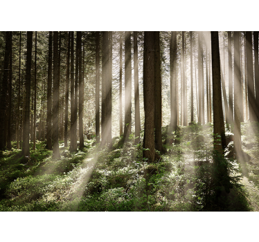 Papier peint mural foret De grands arbres - TenStickers
