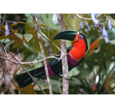Tapisserie murale animaux affichage de toucan coloré - TenStickers