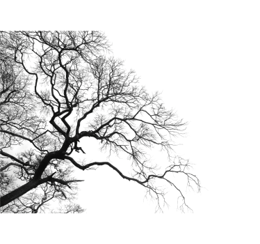 Tapisserie murale arbre silhouette de branches nues - TenStickers