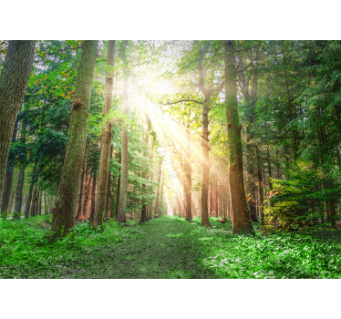 Tapisserie forêt sentier forestier paisible - TenStickers