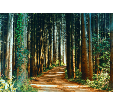 Photo murale arbres Beau sentier nature - TenStickers