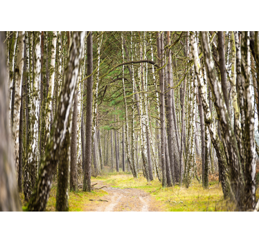 Photo murale nature Forêt de bouleaux ensoleillée - TenStickers