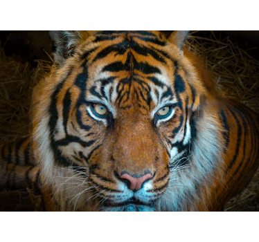 Photo murale d'animaux Tigre calme et menaçant - TenStickers
