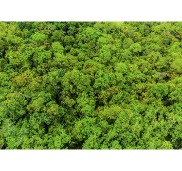 Photo murale Vue aérienne de la forêt - TenStickers
