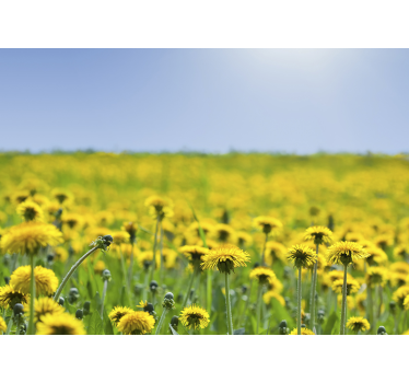 Papier peint fleur de champ de pissenlit jaune - TenStickers