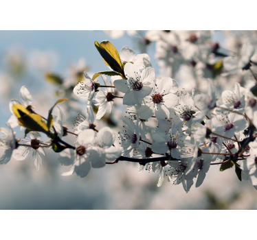 Photo murale arbres Prune cerise - TenStickers