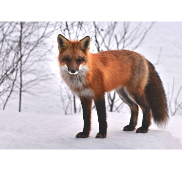Photo murale nature Renard dans la neige - TenStickers