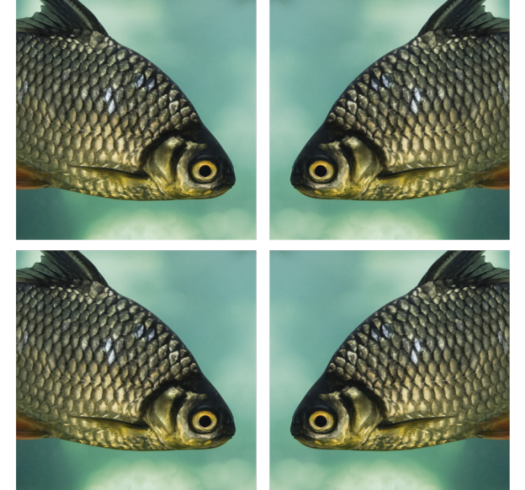 Dessous de verre Poisson réaliste - TenStickers