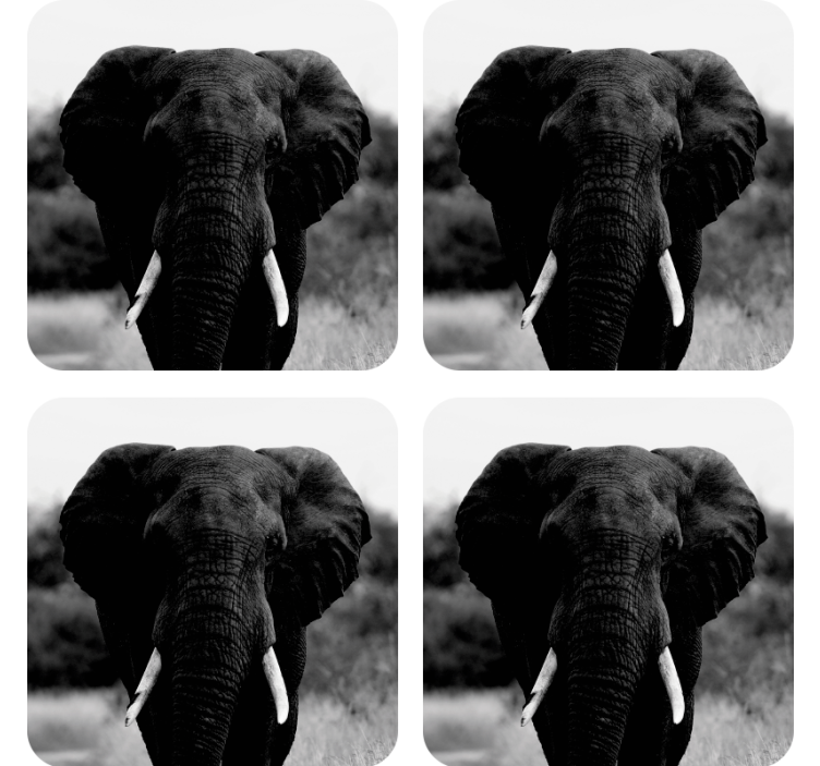 Sous verre vintage portraits d'éléphants monochromes - TenStickers