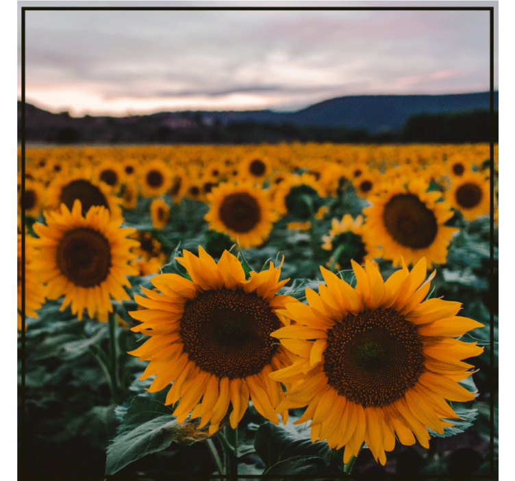 Sous verre personnalisable photo de champ de tournesols - TenStickers
