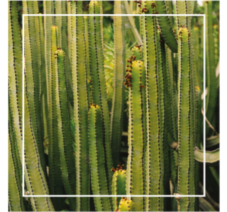 Sous verre texture de cactus - TenStickers