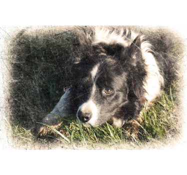 Poster animaux effet vintage personnalisé - TenStickers