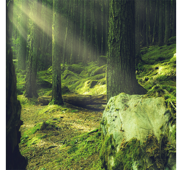 Poster salon pierres de nature avec mousse en forêt - TenStickers