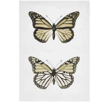 Impression d'affiche papillon vintage - TenStickers