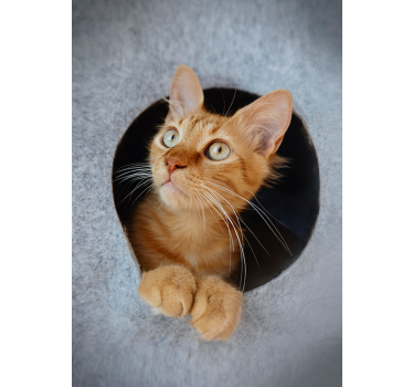 Impression d'affiche de chat furtivement - TenStickers