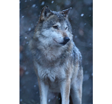 Loup dans la neige affiche de conception animale - TenStickers