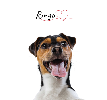Affiche murale personnalisée d'amour de chien - TenStickers