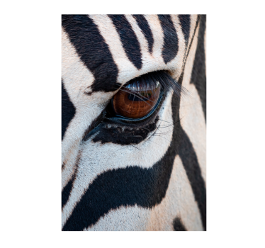 Poster animaux Œil de zèbre - TenStickers