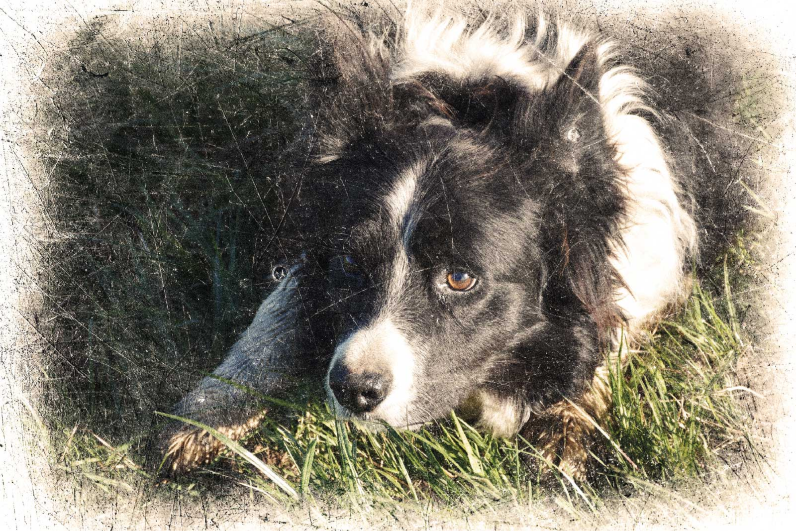 Poster animaux effet vintage personnalisé - TenStickers