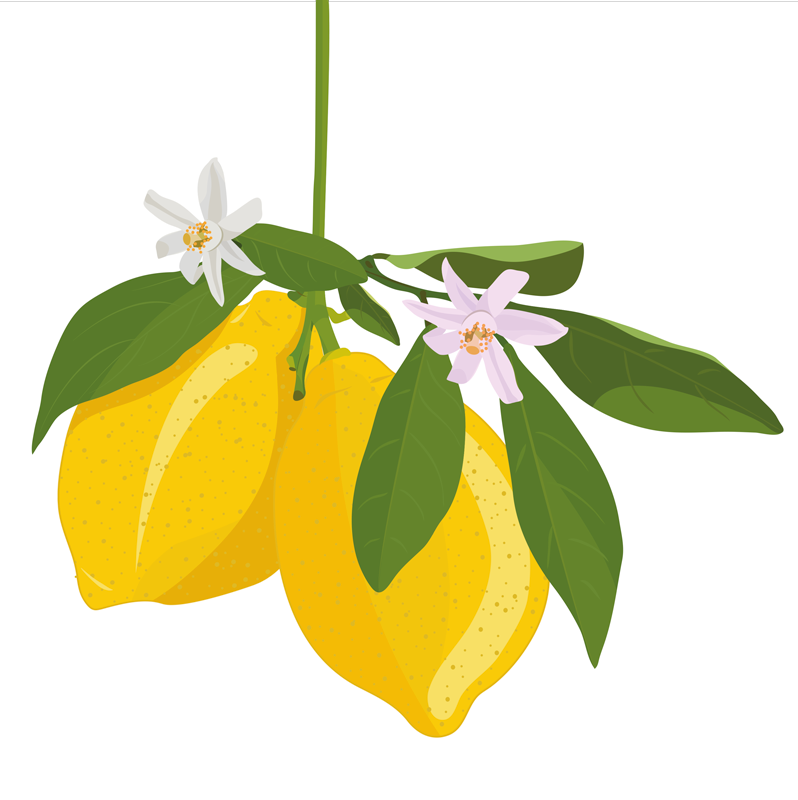 Poster cuisine arbre à citron - TenStickers