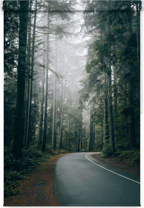 Poster arbre route des pins brumeux - TenStickers