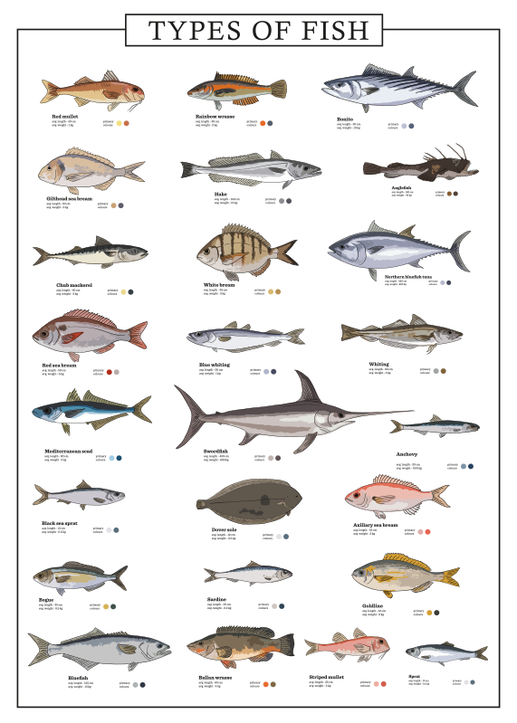 Impression d'affiche de différents poissons - TenStickers