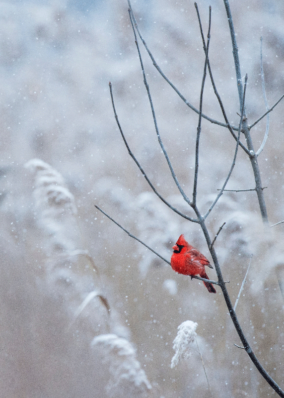 Impression d'affiche d'oiseau de noël - TenStickers