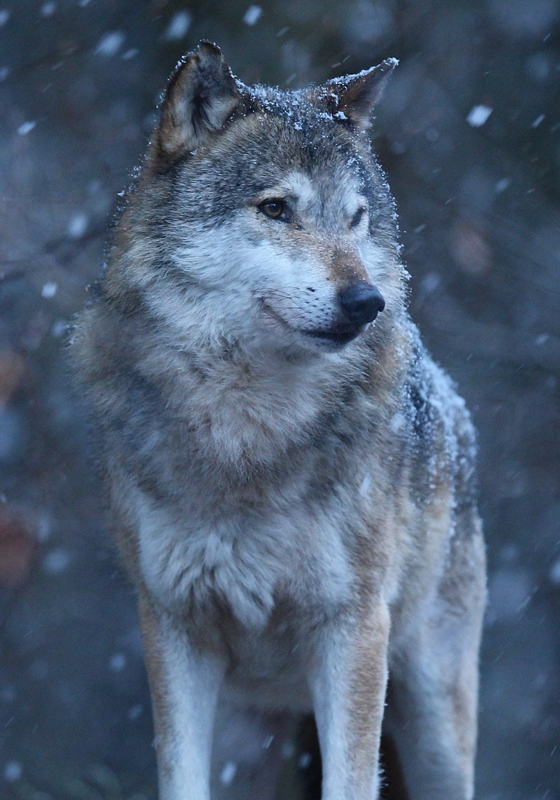 Loup dans la neige affiche animal - TenStickers