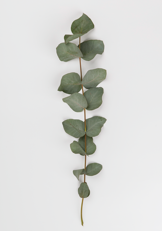 Poster arbre feuilles d'eucalyptus - TenStickers