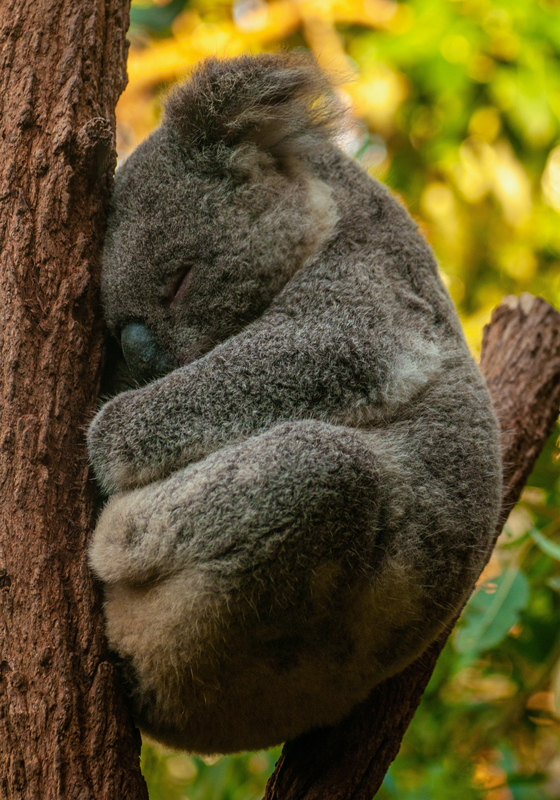 Poster chambre ado koala qui dort - TenStickers