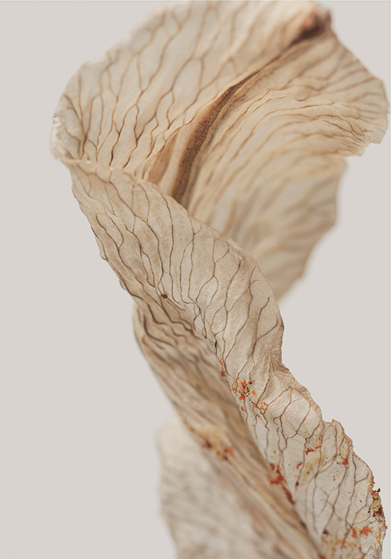 Poster minimaliste macro photo d'une feuille - TenStickers