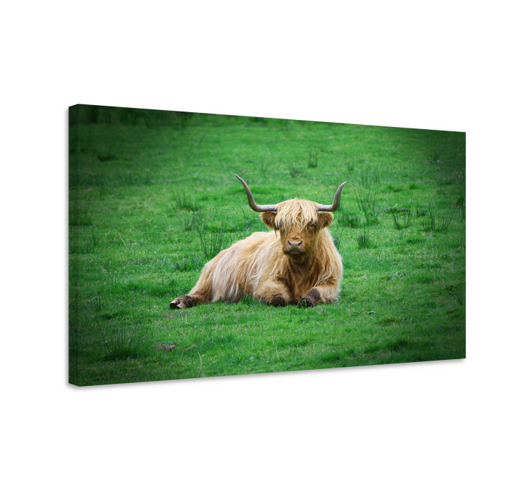 Tableau animal Vache highland dans le champ - TenStickers