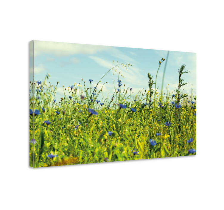 Tableau fleurs Image de champ de bleuet - TenStickers
