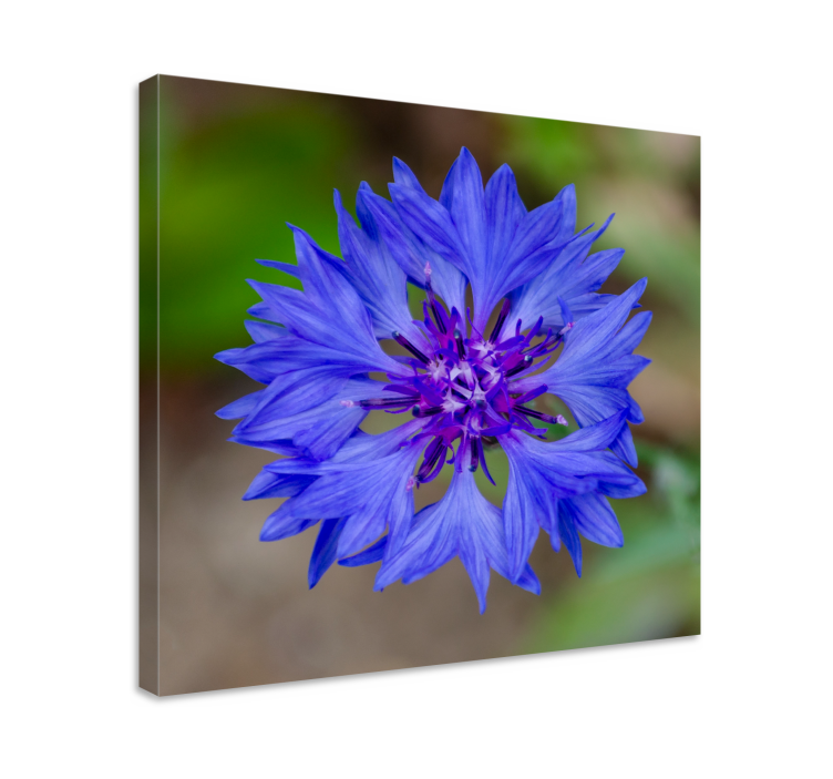 Tableau fleurs Bleu belle bleuet - TenStickers