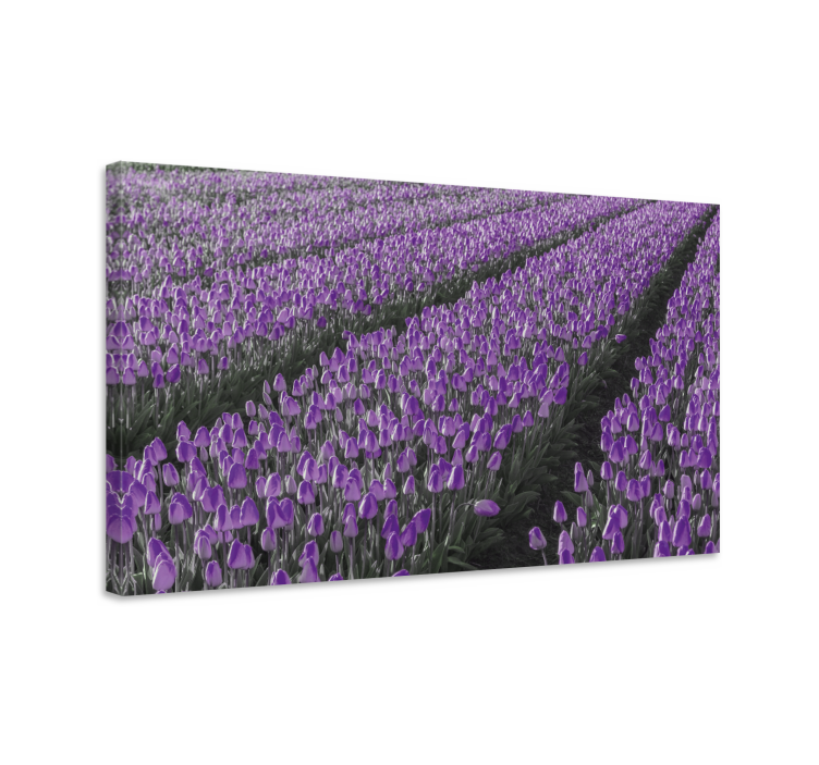 Tableau fleurs Champ de ligne de tulipe - TenStickers