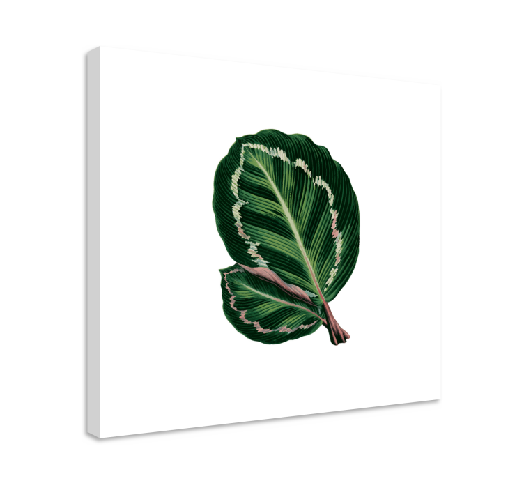 Tableau fleurs Feuilles de maranta - TenStickers