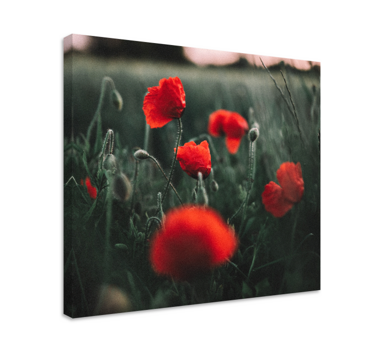 Tableau fleurs et plantes poppies éclatantes - TenStickers