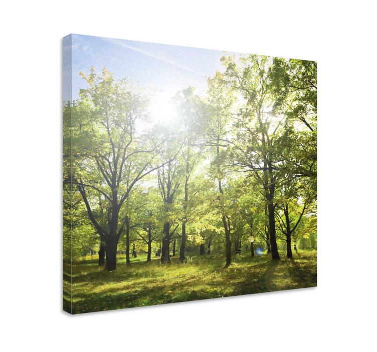 Tableau paysage Forêt lumineuse au soleil - TenStickers