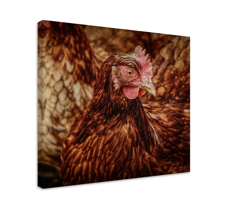 Tableau oiseaux Poulet brun sérieux - TenStickers
