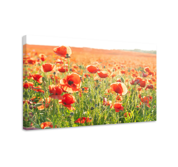 Tableau fleurs et plantes champ de coquelicots - TenStickers