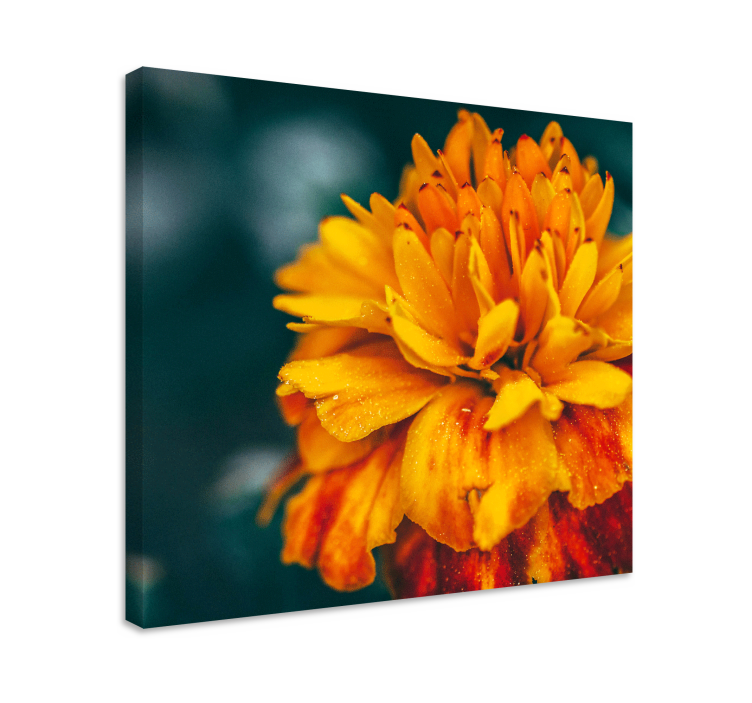 Tableau fleurs fleur d'orange Éclatante - TenStickers