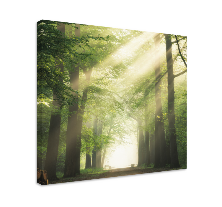 Tableau paysage Forêt verte avec le soleil - TenStickers